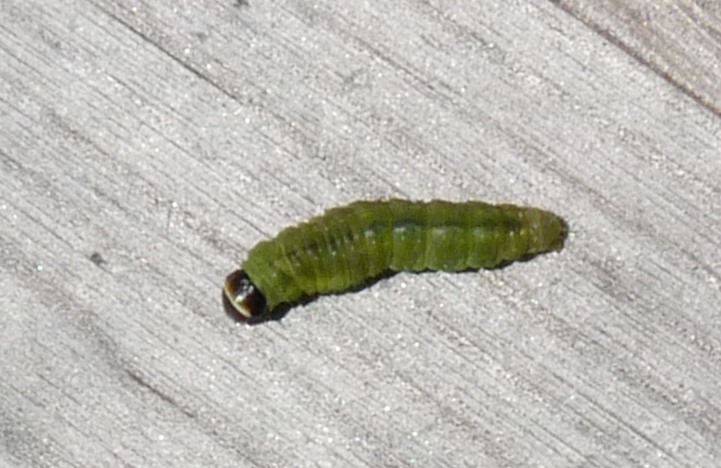 Leafroller caterpillar